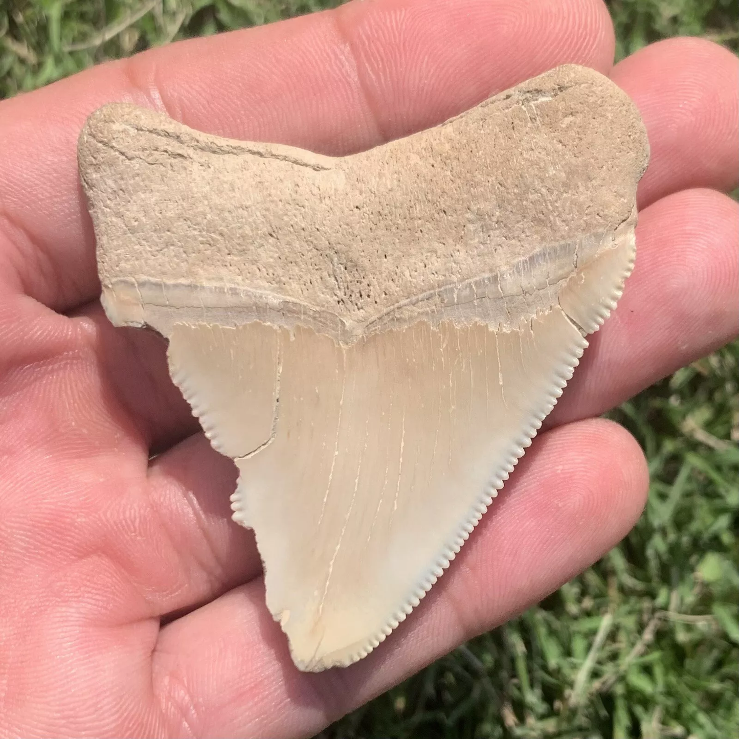 2.5" Otodus megalodon - Virginia