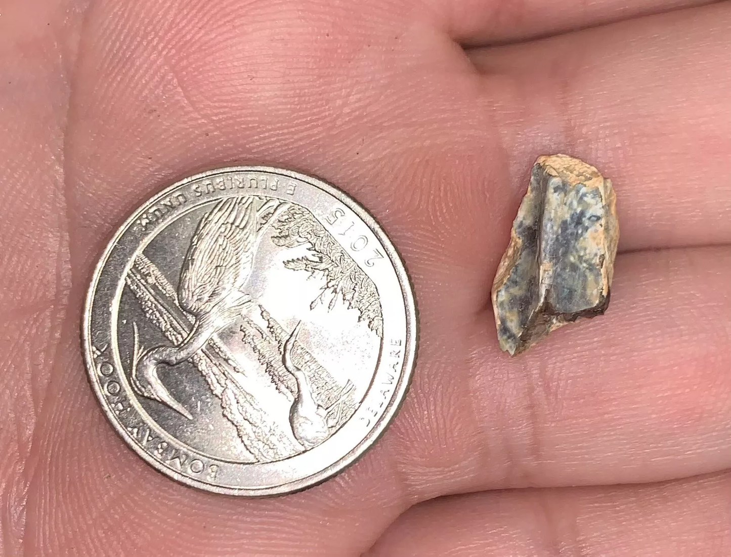 Edmontosaurus Dinosaur Tooth, Hell Creek Formation SD, Hadrosaur, Duck-billed