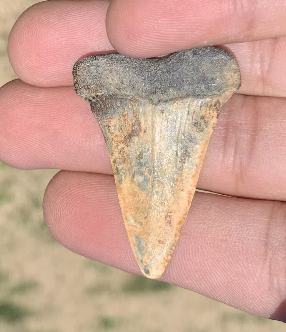 1.6" Carcharodon hastalis - Virginia