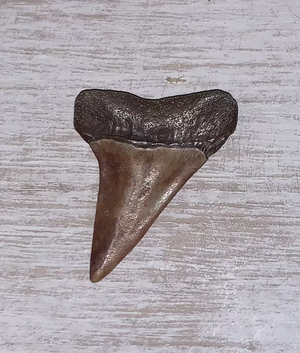 1.69" Carcharodon hastalis - Virginia