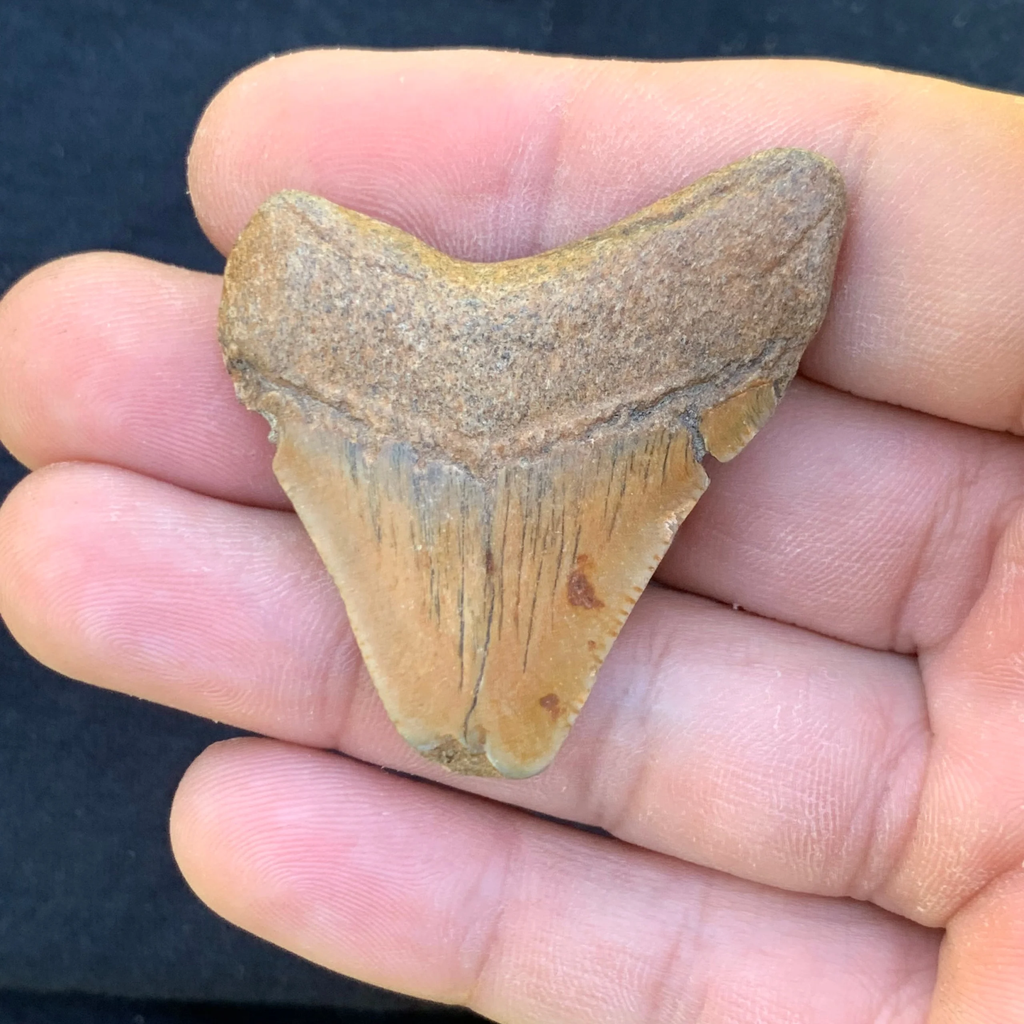 1.8” Otodus Megalodon - Virginia