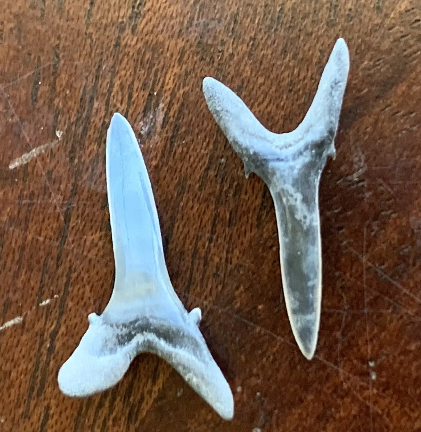 Striatolamia macrota - Muddy Creek