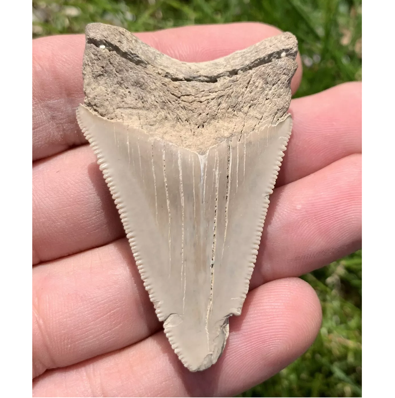 2.25” Otodus Megalodon - Virginia