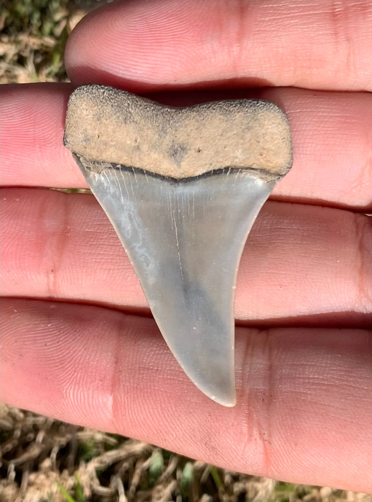 1.9” Carcharodon hastalis - Virginia