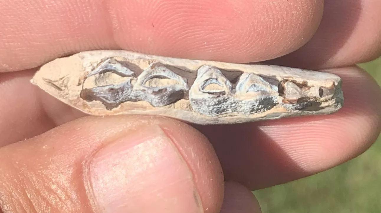 Camel Jaw Section With Teeth, Poebrotherium