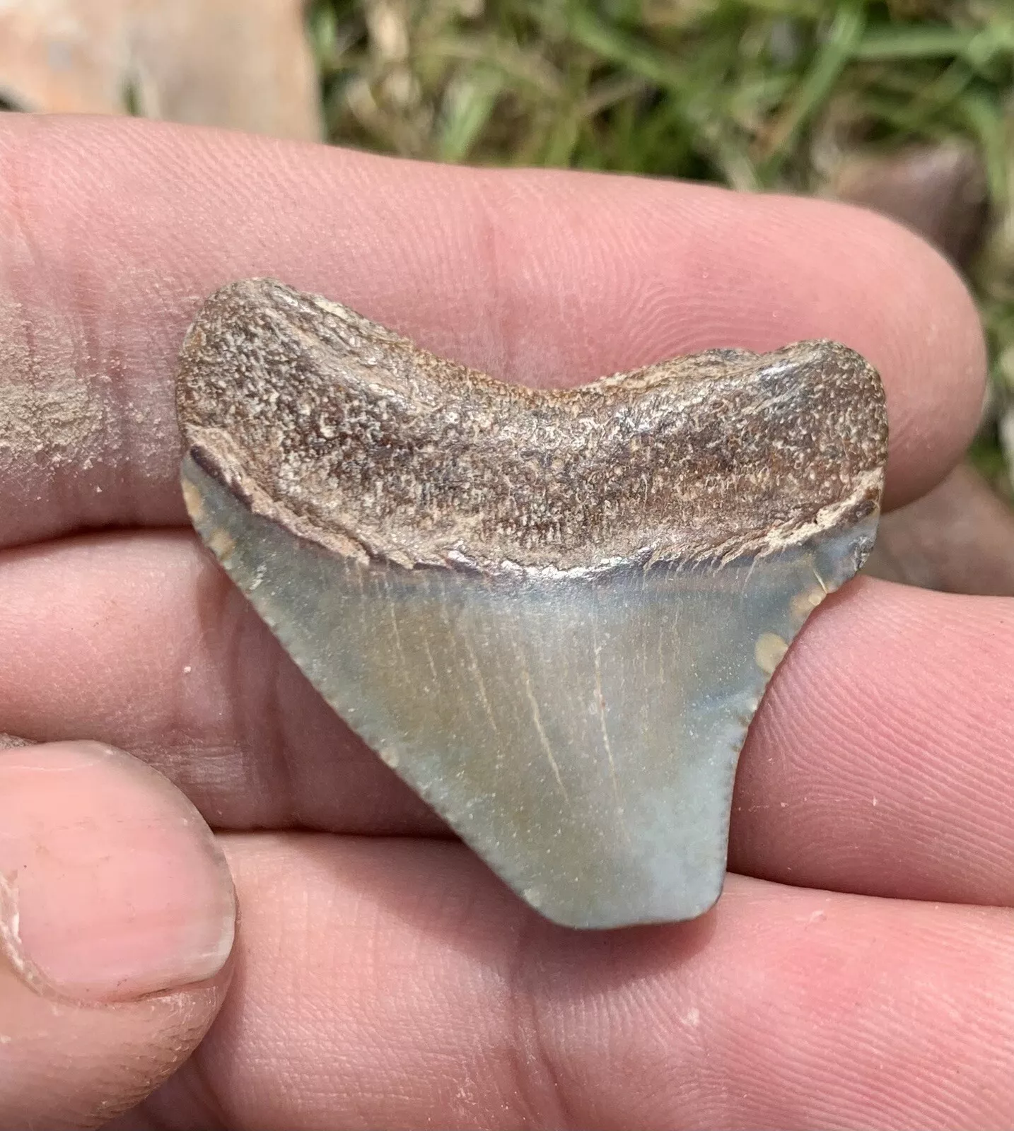 1.3” Otodus Megalodon - Virginia
