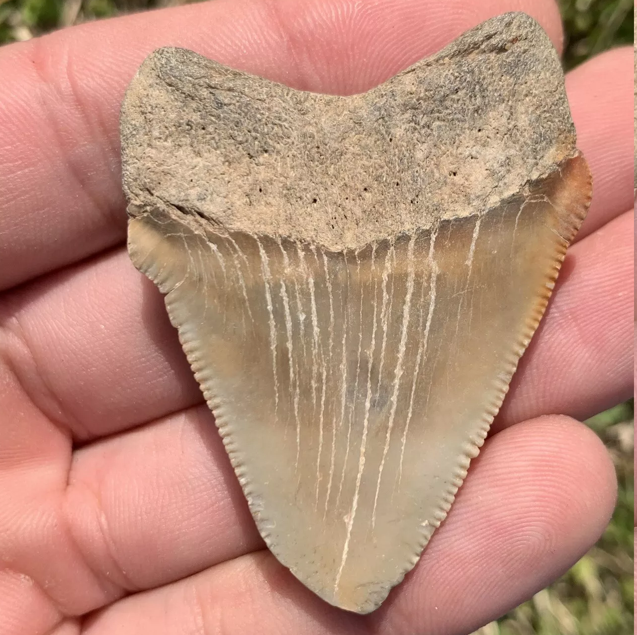 2.1” Otodus Megalodon - Virginia