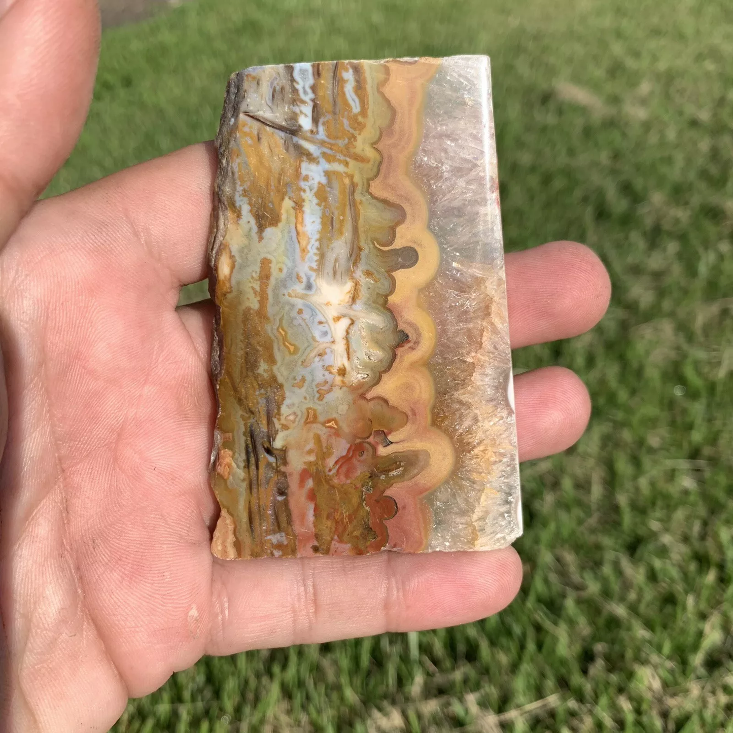 Polished Agatized Banded Palm Root from Indonesia, Slab, Slice