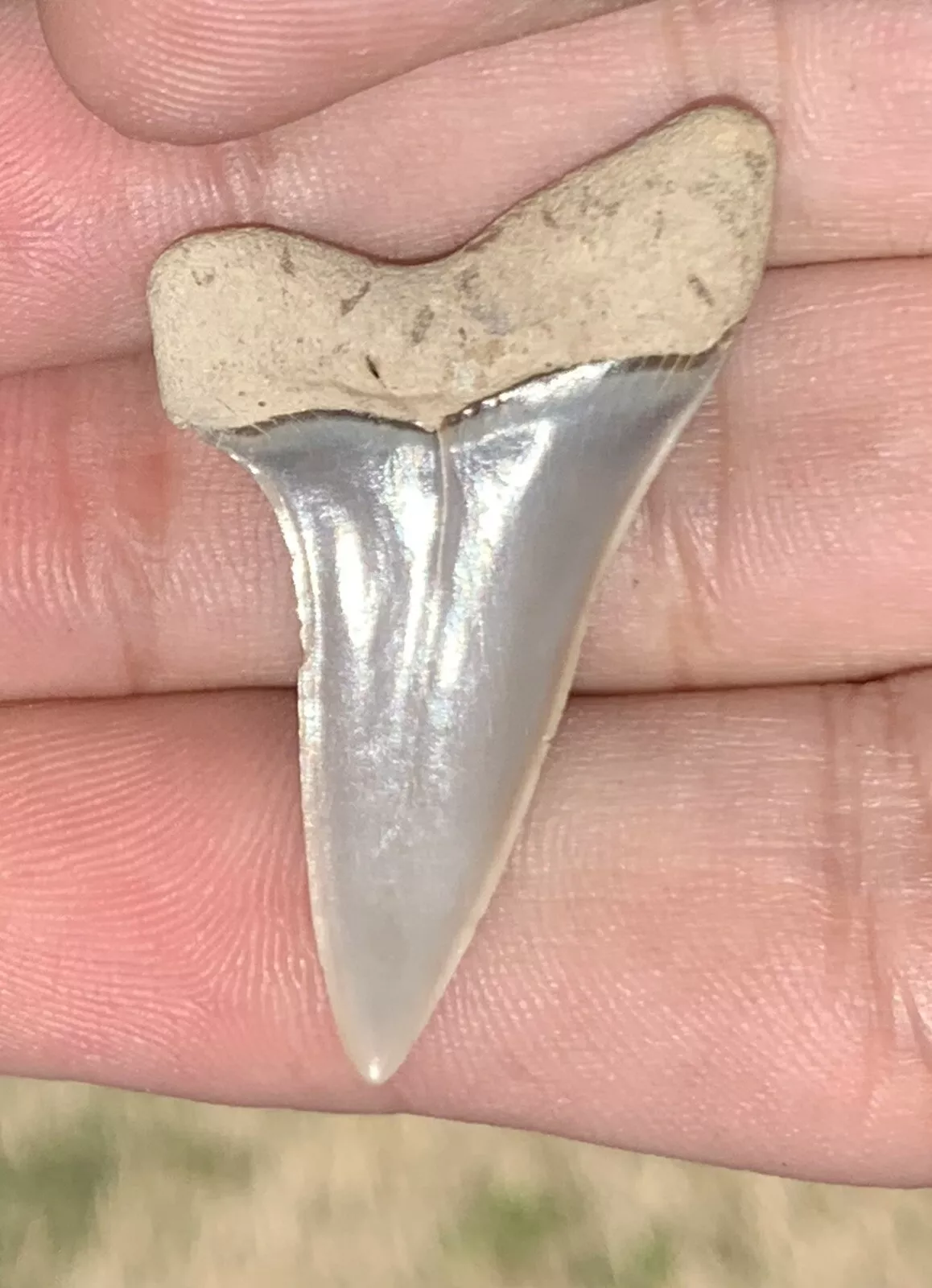 1.6” Carcharodon hastalis - Lee Creek Mine