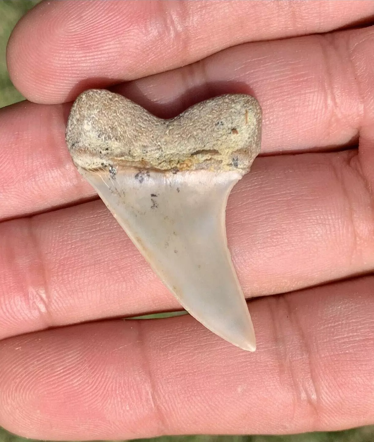 1.62" Carcharodon Planus - Bakersfield California