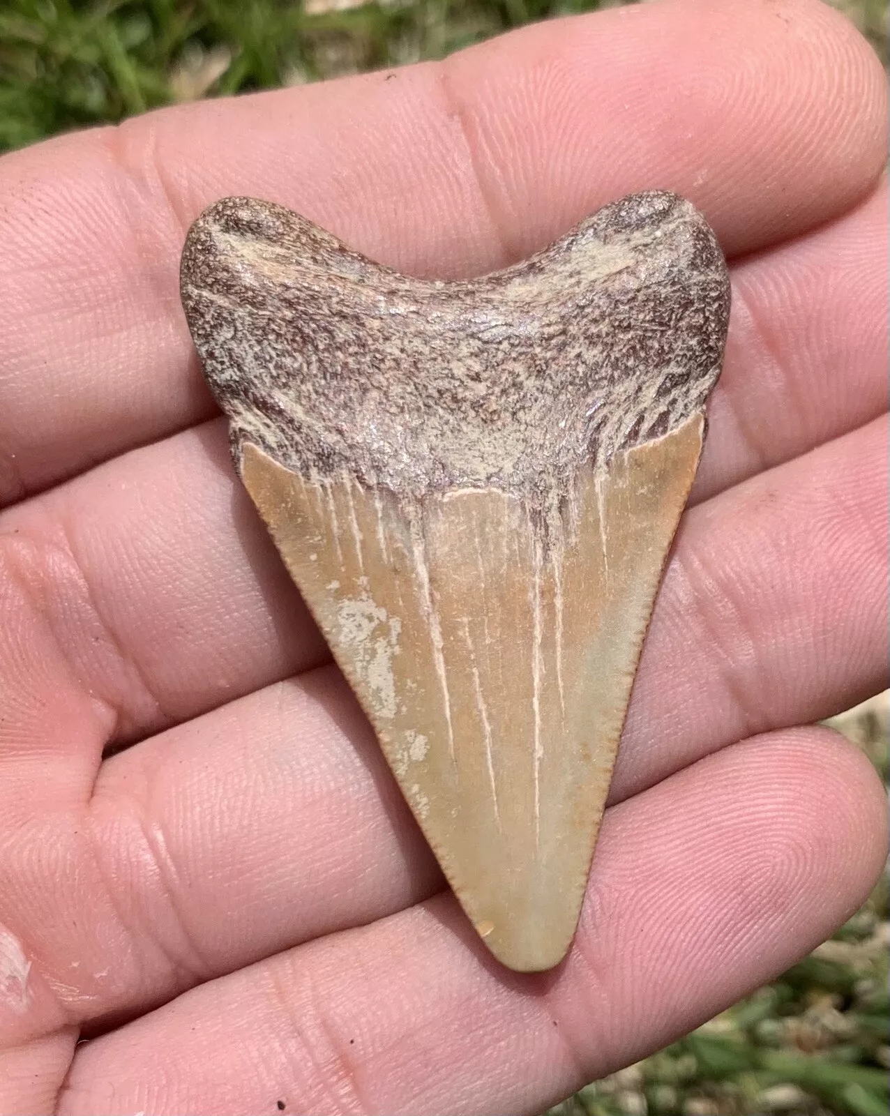 1.95” Otodus Megalodon - Virginia