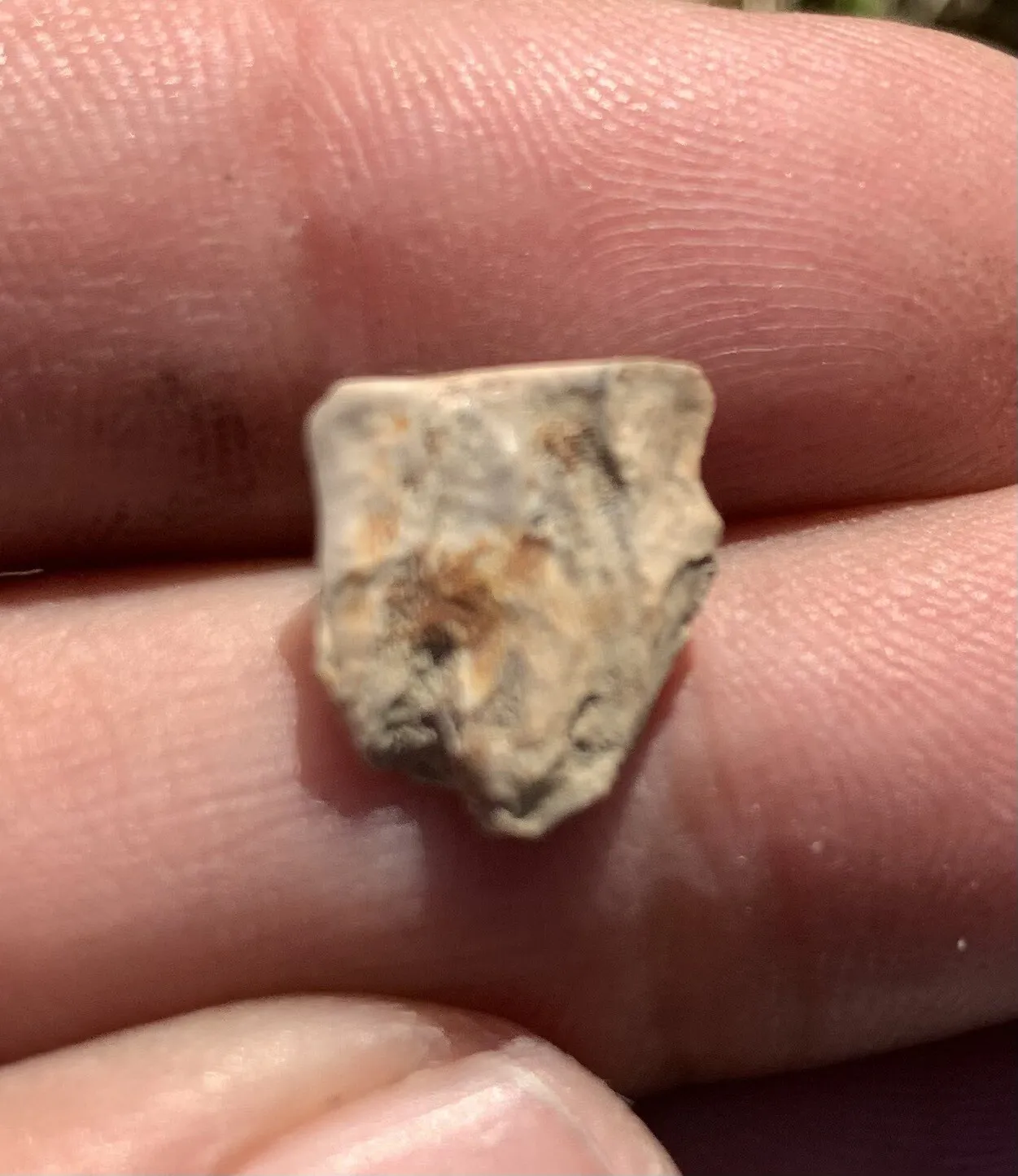 Triceratops Tooth From The Hell Creek Formation Of South Dakota