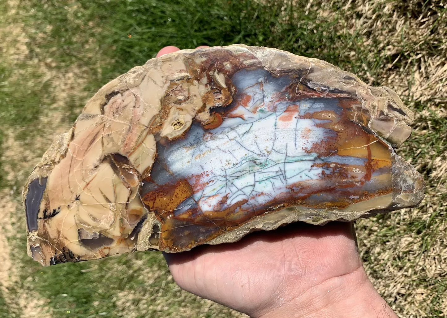Polished Petrified Blue Copper Wood, Indonesia, Slab slice