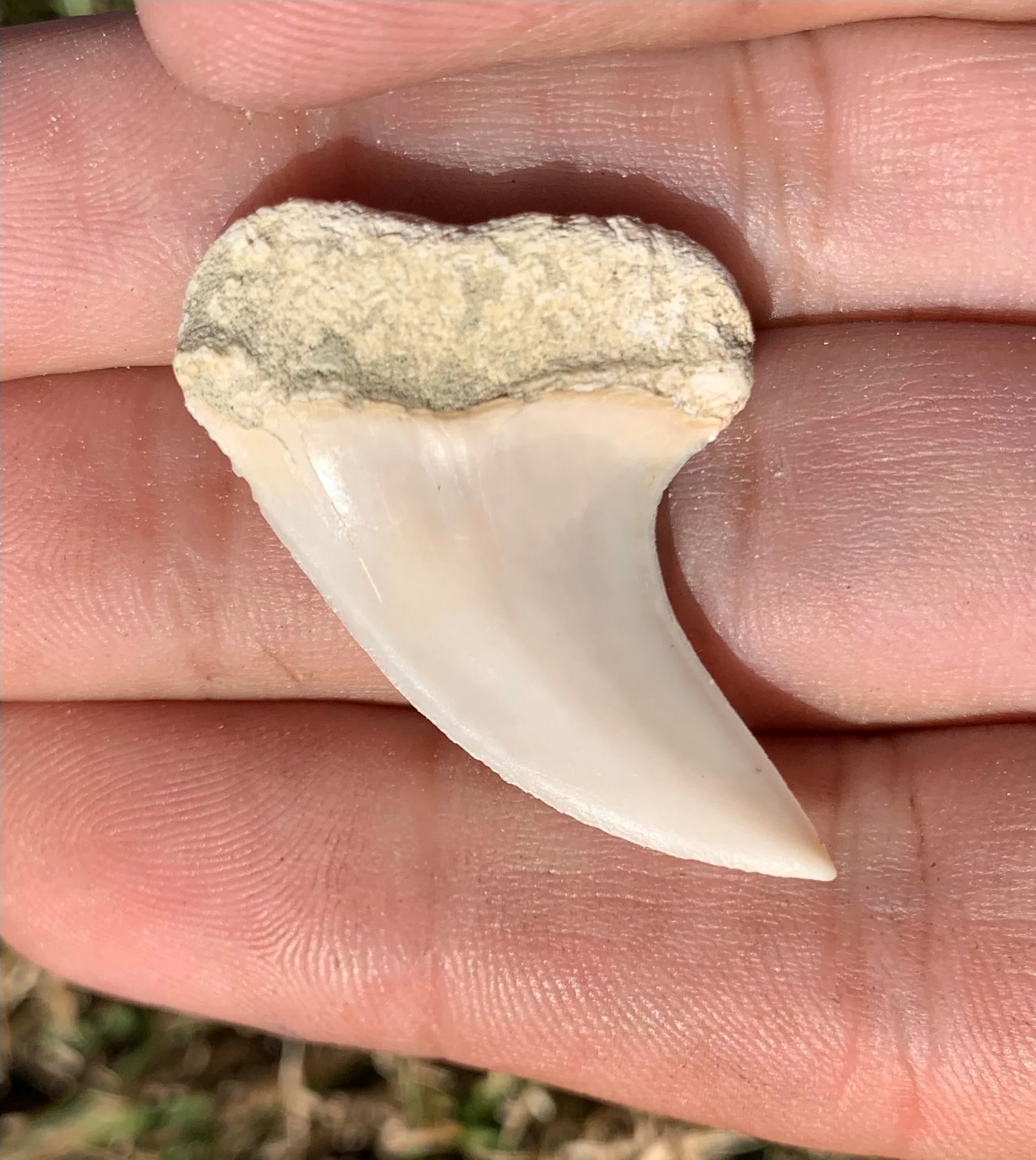 1.51" Carcharodon planus - Bakersfield