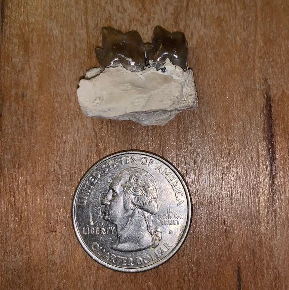 Hyaenodon Jaw Section with two teeth