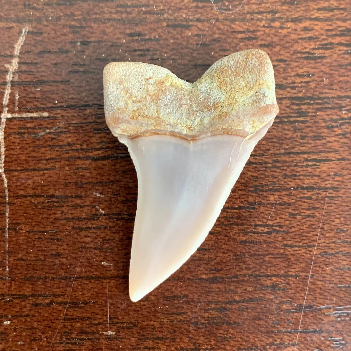 1.43" Carcharodon planus - Bakersfield