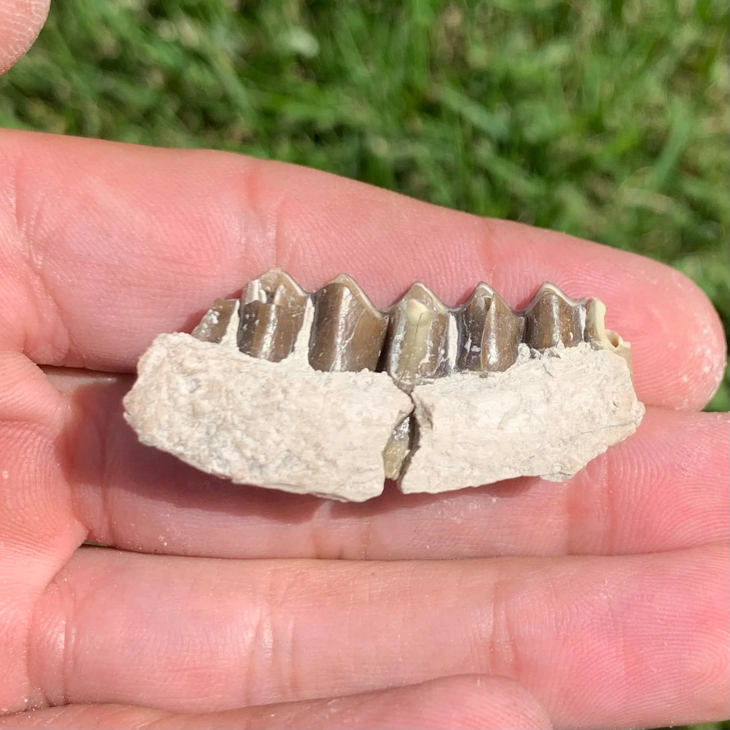 Nice camel jaw section, Poebrotherium
