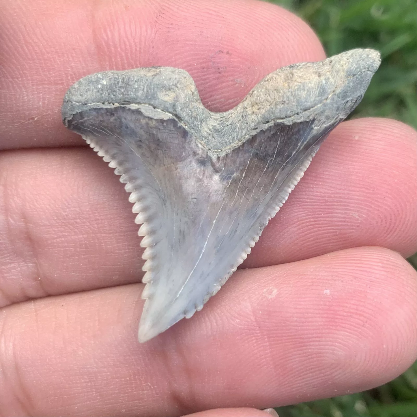 1.46" Hemipristis serra - Virginia