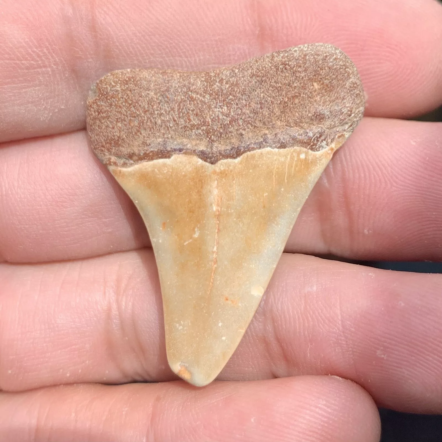 1.6" Carcharodon hastalis - Virginia