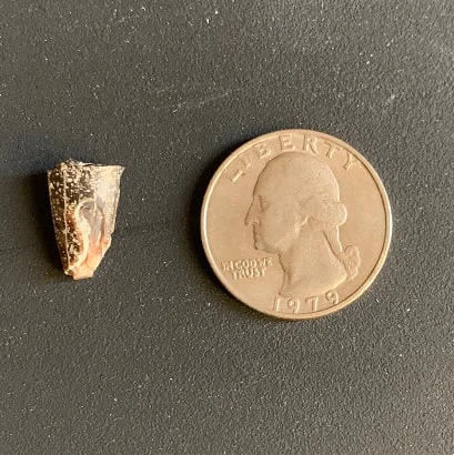 Tip of a saber from a Nimravid(saber tooth cat) Hoplophoneus or Dinictis