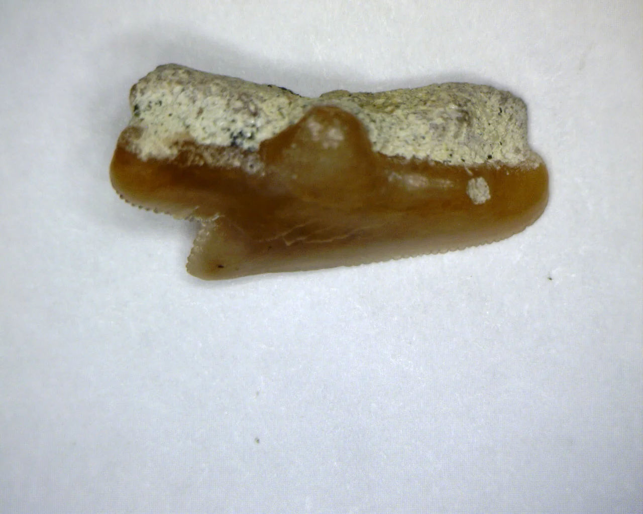 Squalus Occidentalis Shark tooth - Bakersfield