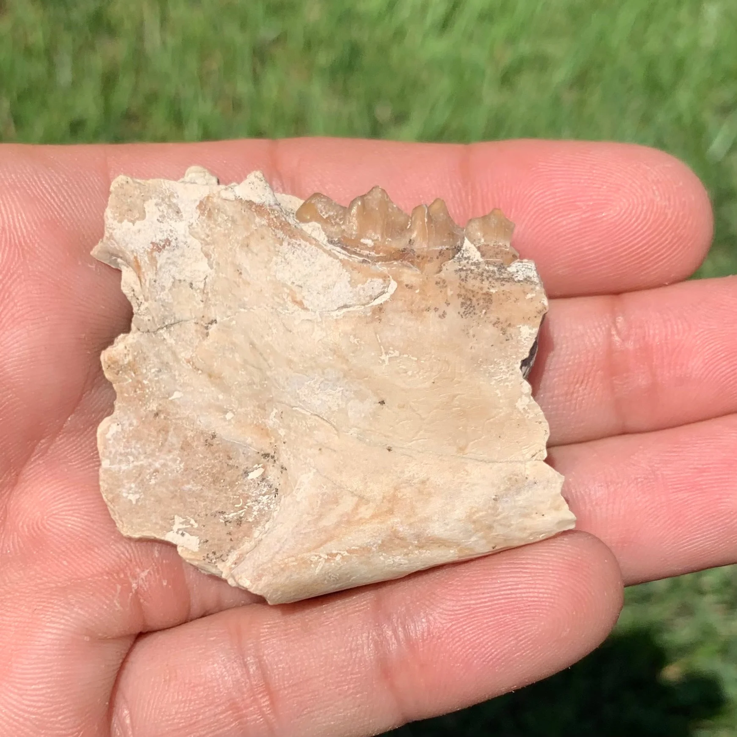 Oreodont Jaw Section with a Tooth