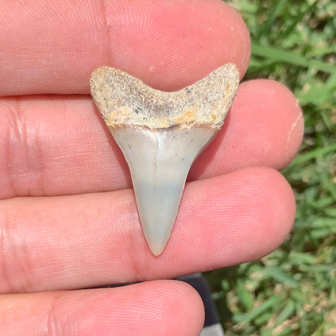 1.27" Carcharodon planus - Bakersfield