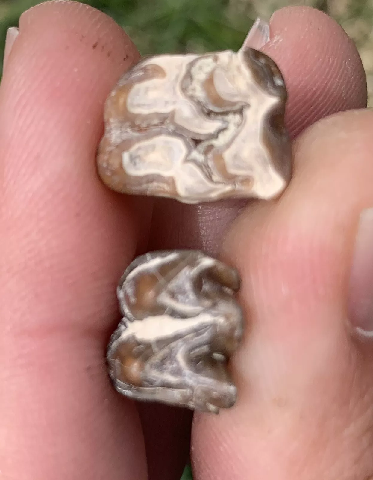 Fossil Horse Teeth, Mesohippus, Upper & Lowe
