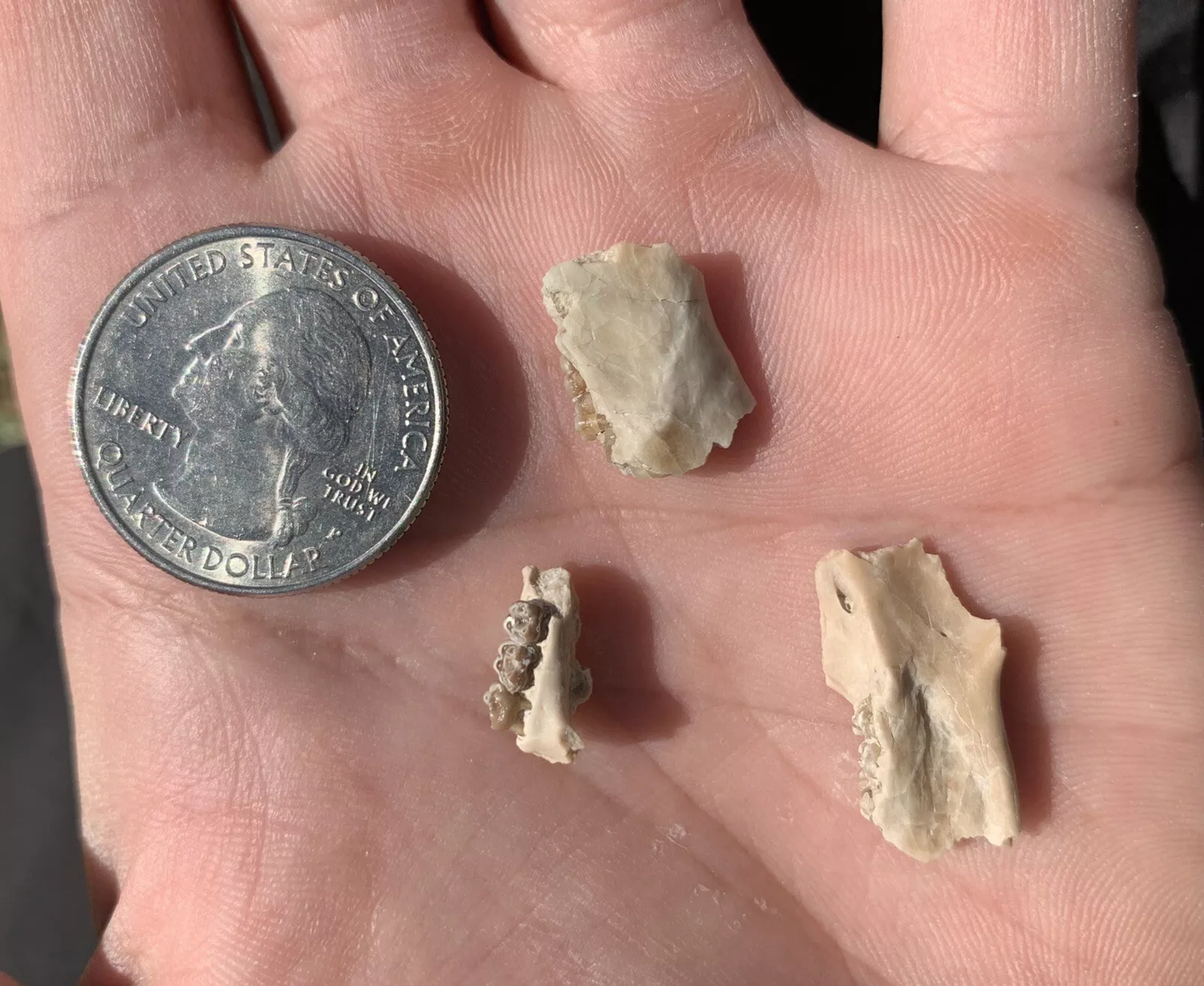 Fossil Squirrel Jaws and palate section, Ischyromys