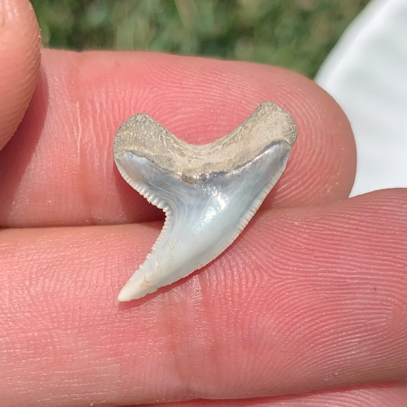 Physogaleus contortus -Virginia