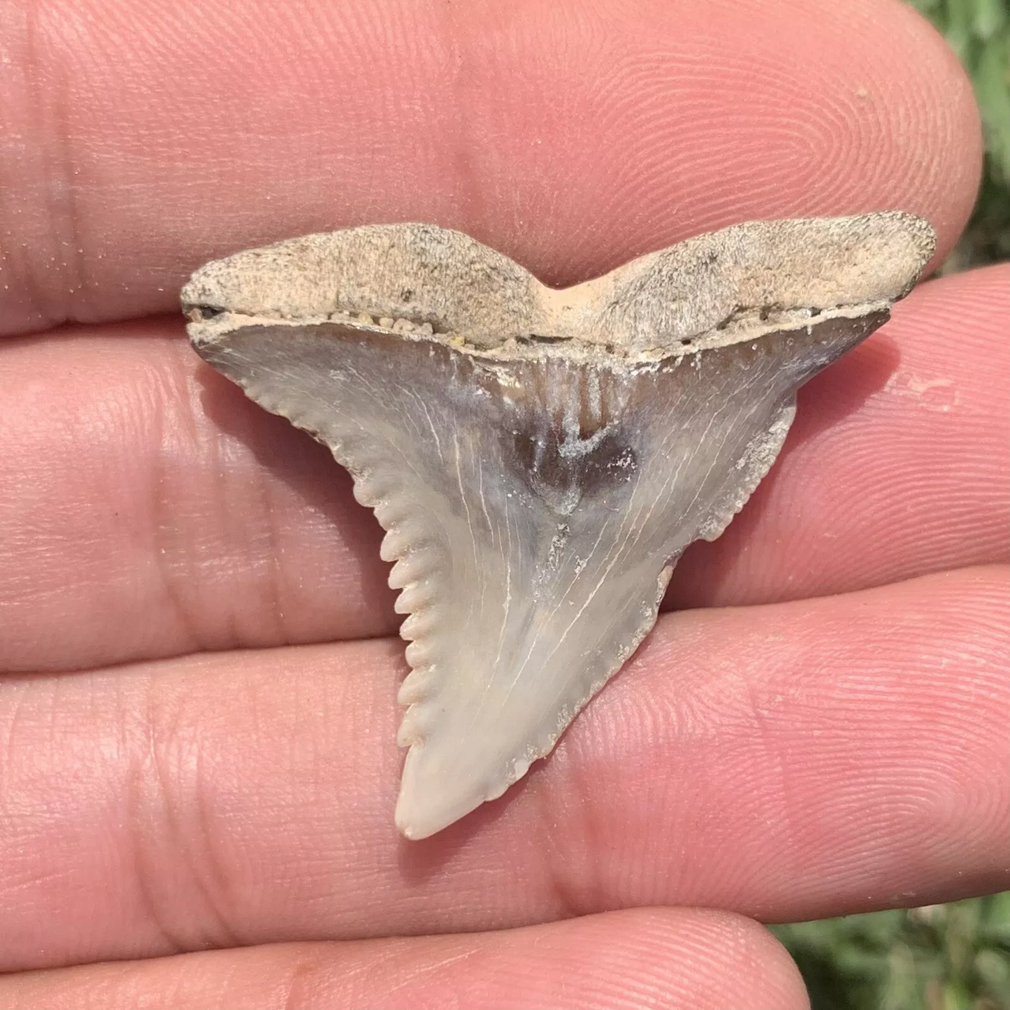 1.44" Hemipristis serra - Virginia