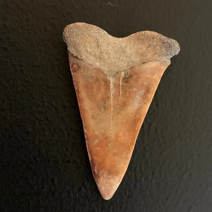 1.59" Carcharodon hastalis Shark Tooth