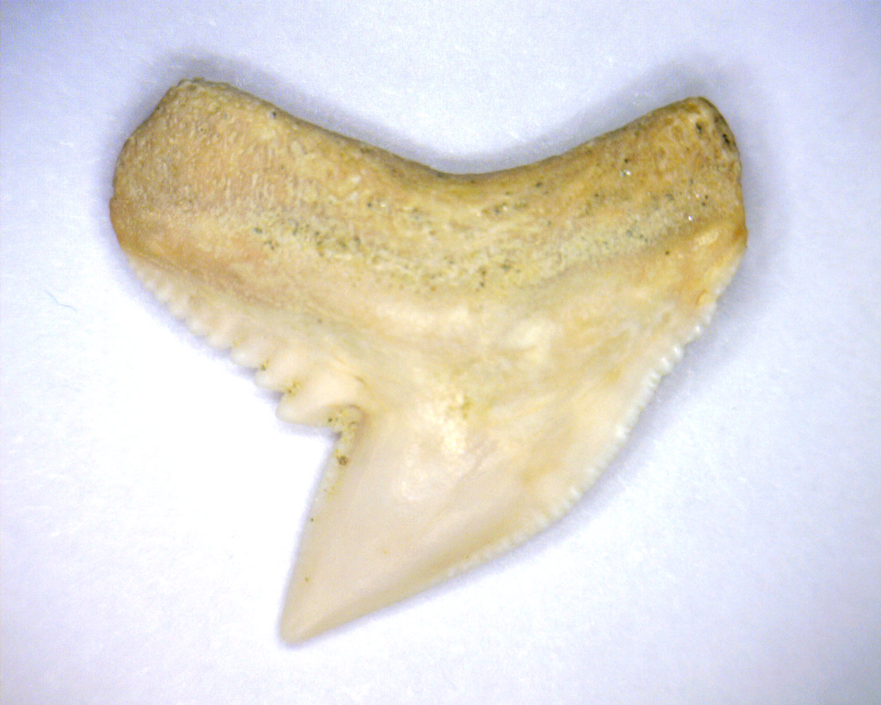 Galeocerdo aduncus - Bakersfield