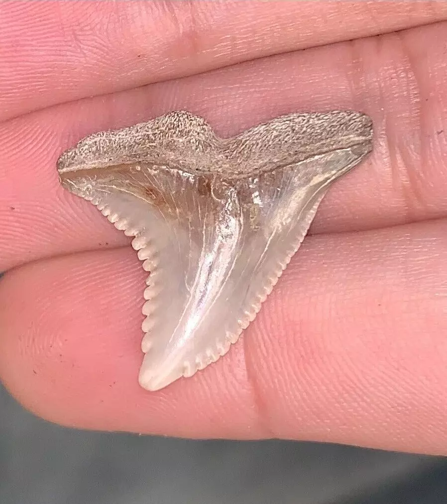 1.13" Hemipristis serra - Virginia