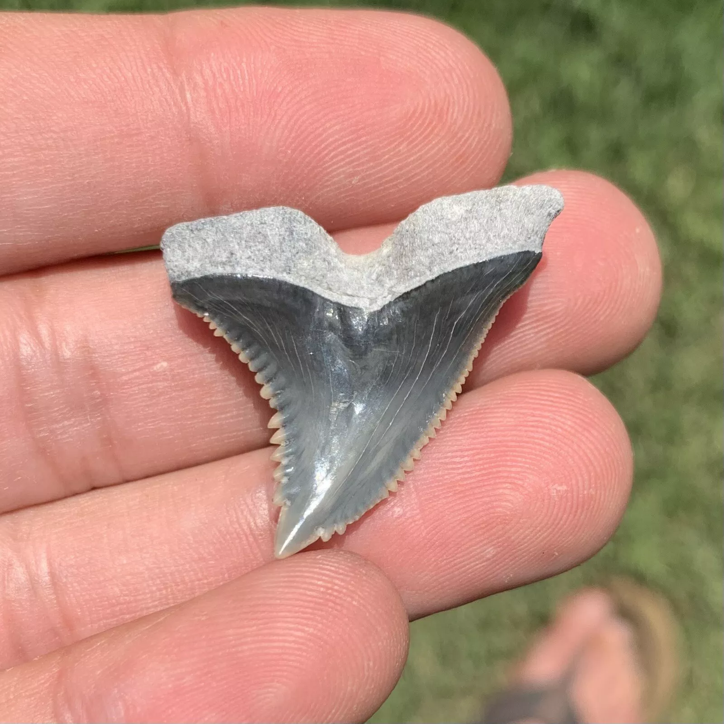 1.3" Hemipristis serra - Lee Creek Mine