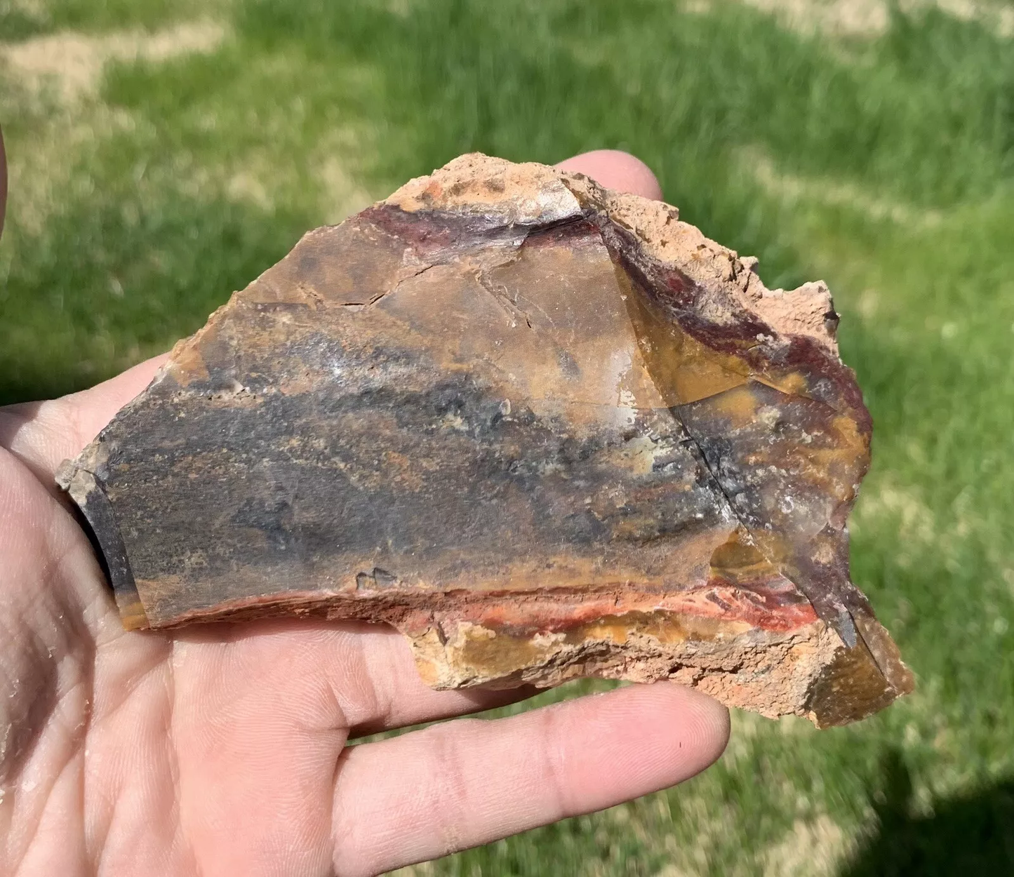 Polished Opalized Petrified Fossil Wood from Indonesia, Slab, Slice