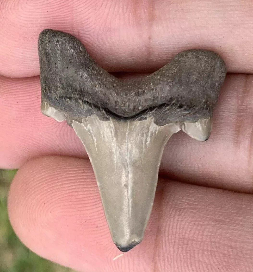 Otodus obliquus - Maryland