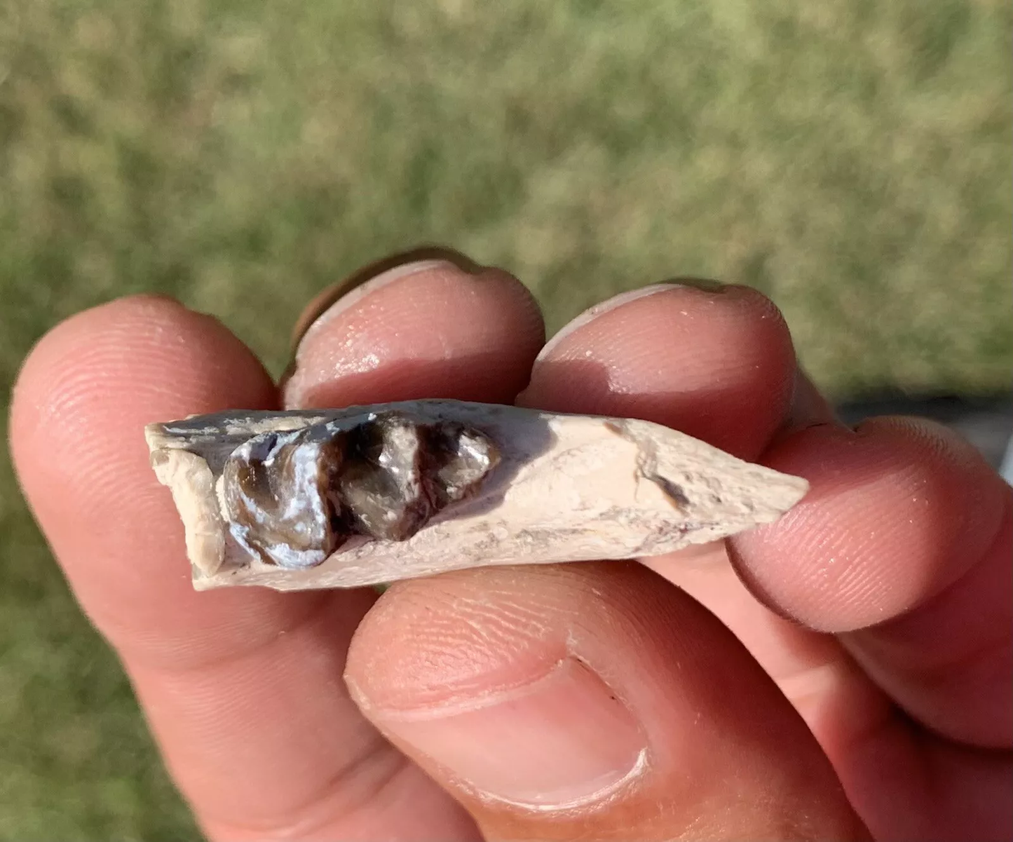 Fossil Horse Jaw With Tooth, Mesohippus,