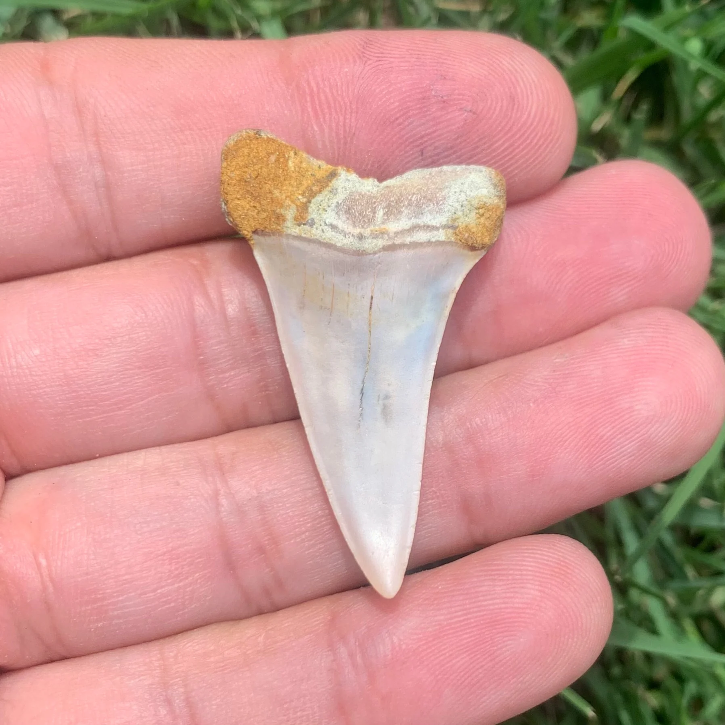 1.65” Carcharodon hastalis - Bakersfield