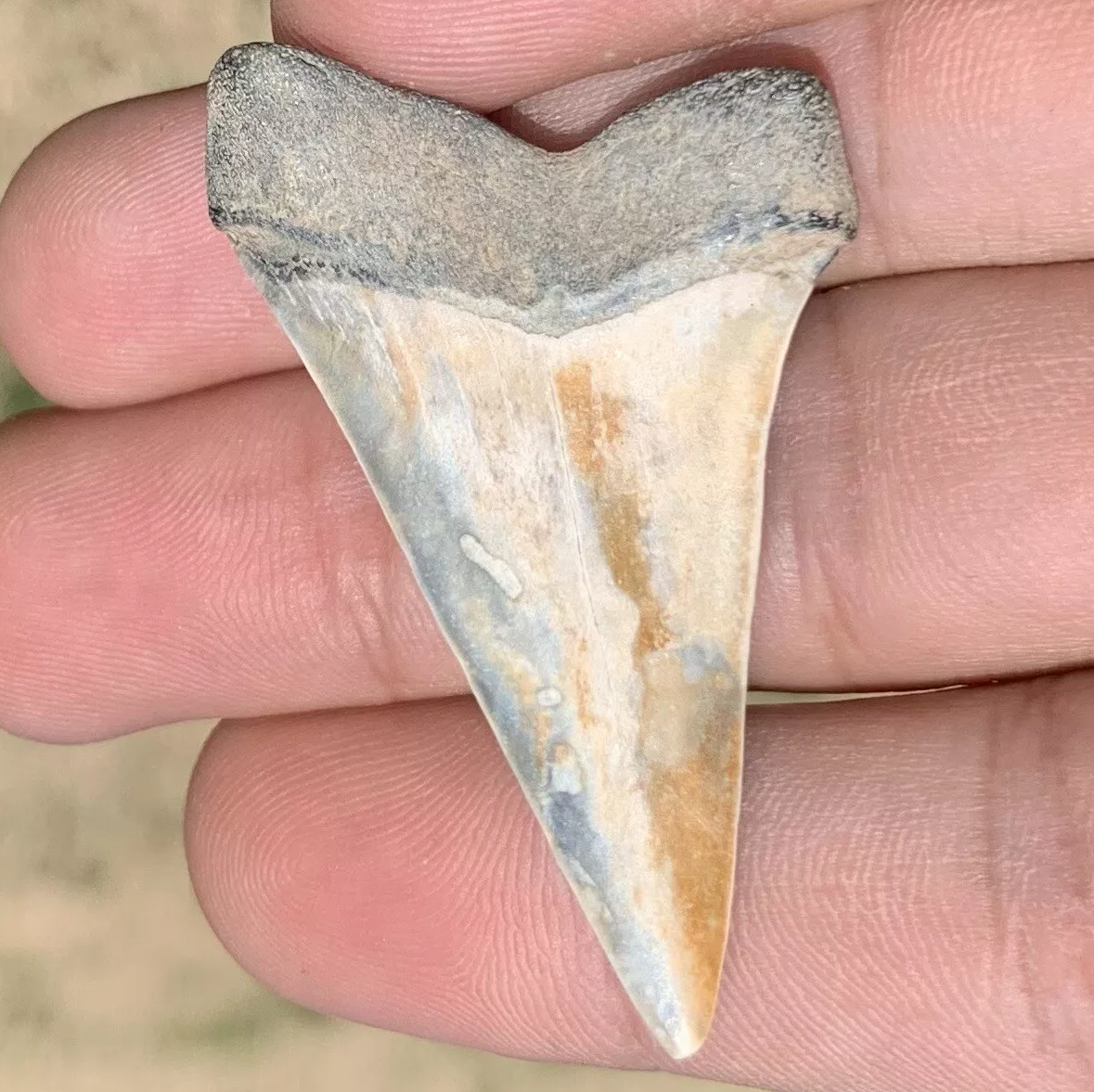 1.96” Carcharodon hastalis - Virginia