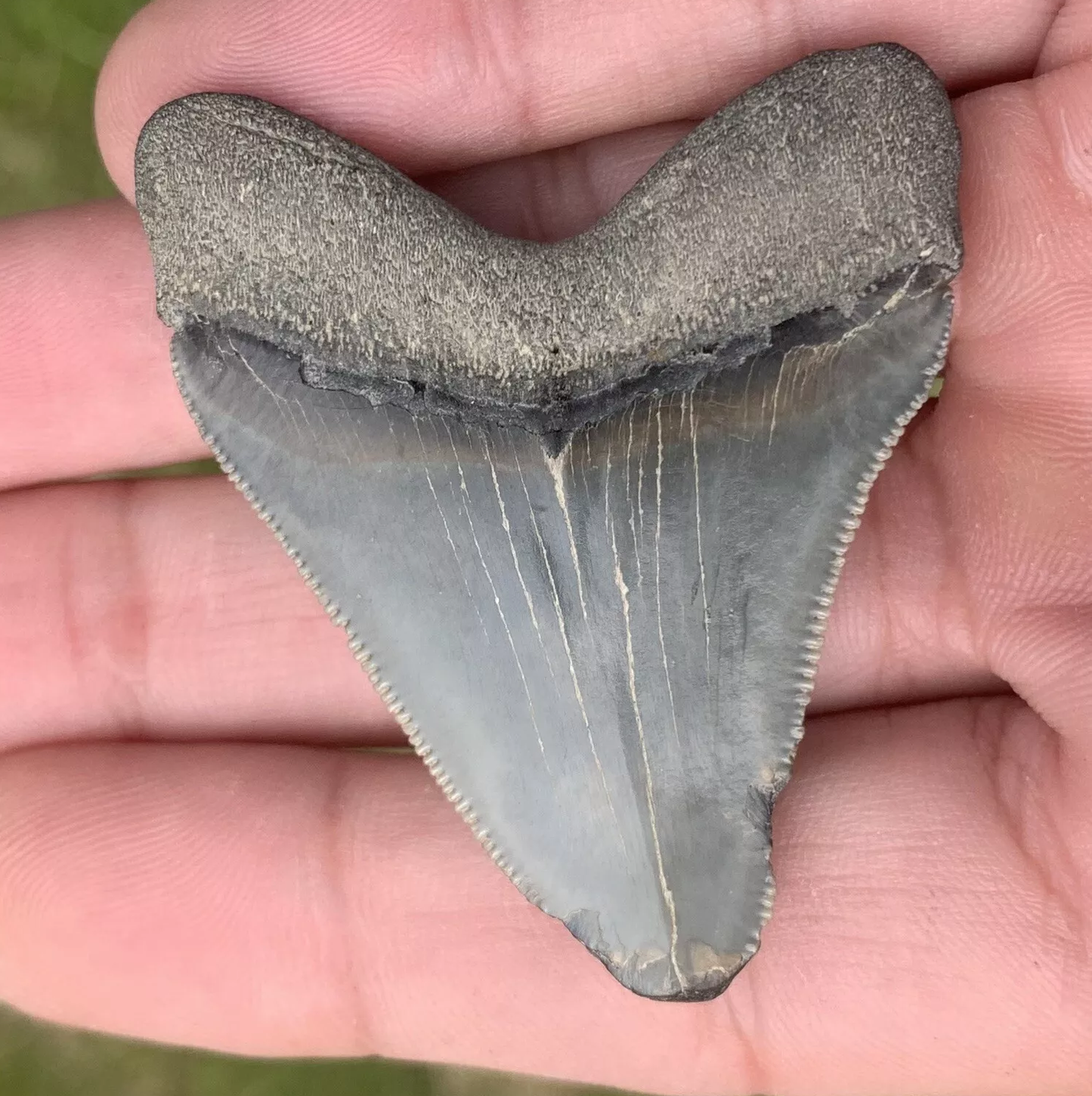 2.15” Otodus Megalodon - Virginia