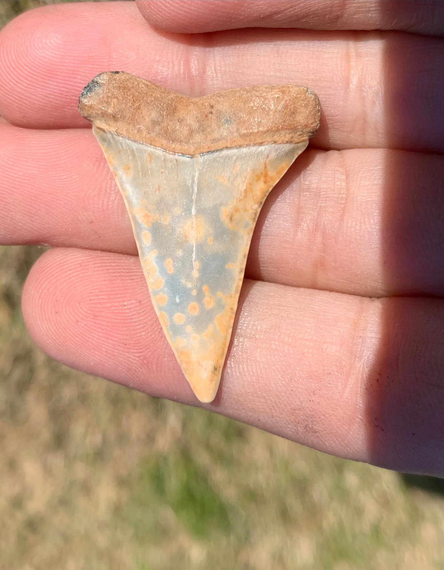 1.58” Carcharodon hastalis - Virginia