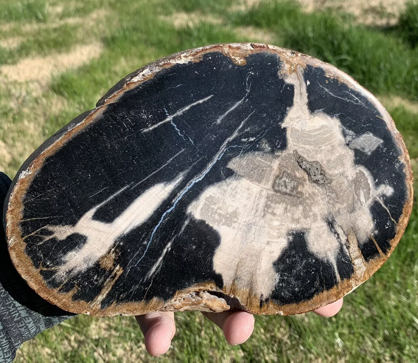 Black and White Polished Petrified Wood From Indonesia