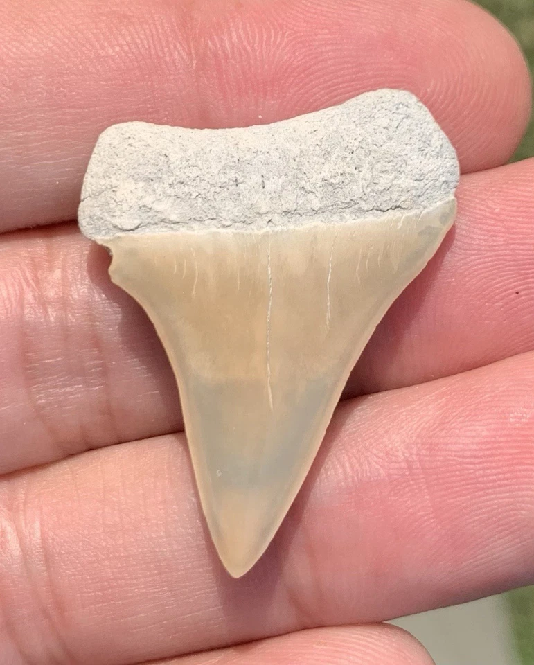 Fossil Carcharodon hastalis - Lee Creek Mine