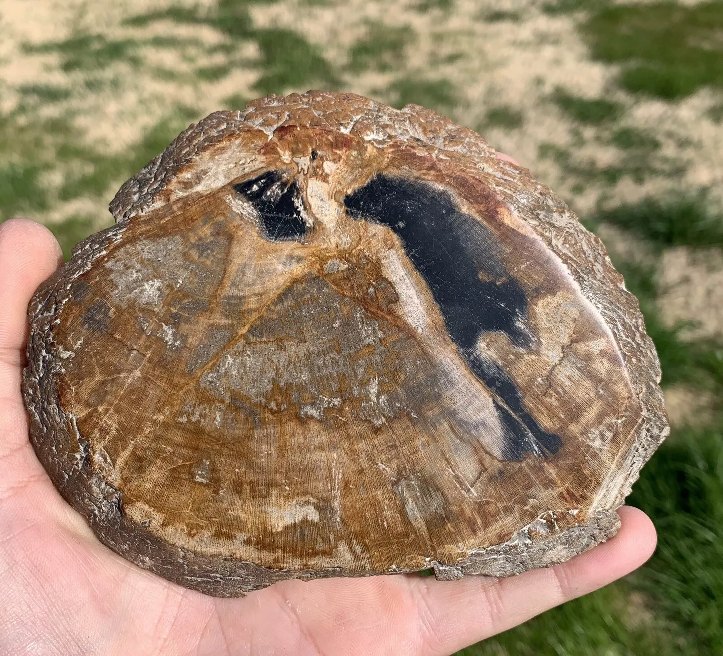 Polished Petrified Fossil Wood from Indonesia, Slab, Slice