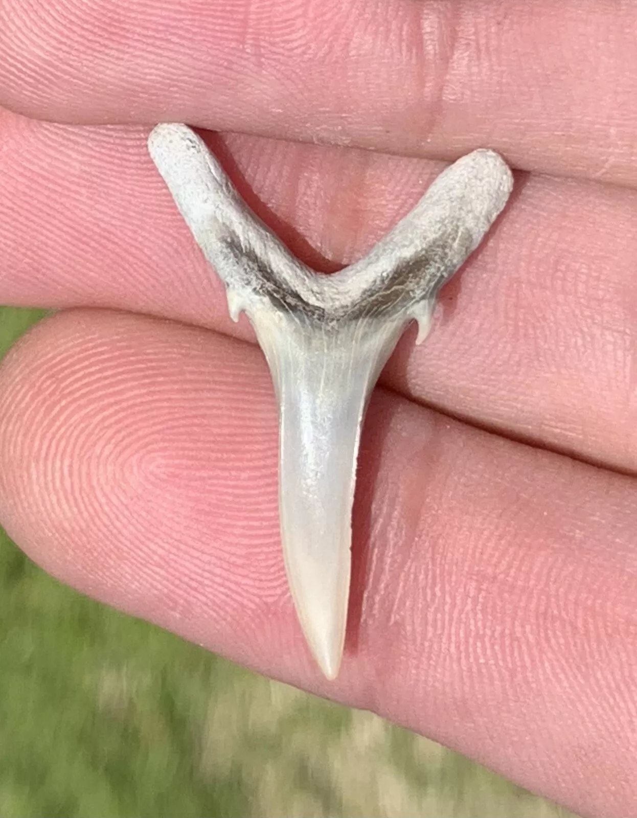 Carcharias cuspidata - Lee Creek