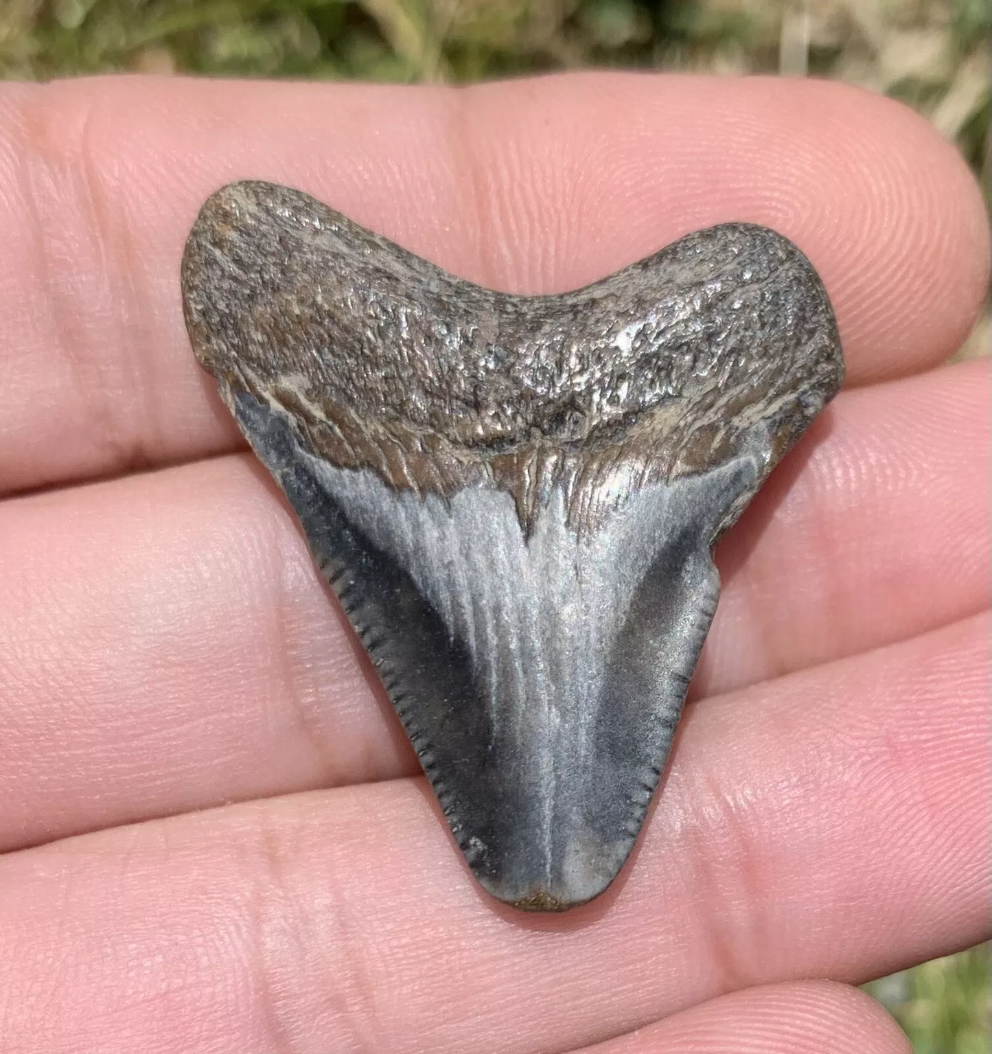 1.5” Otodus Megalodon - Virginia