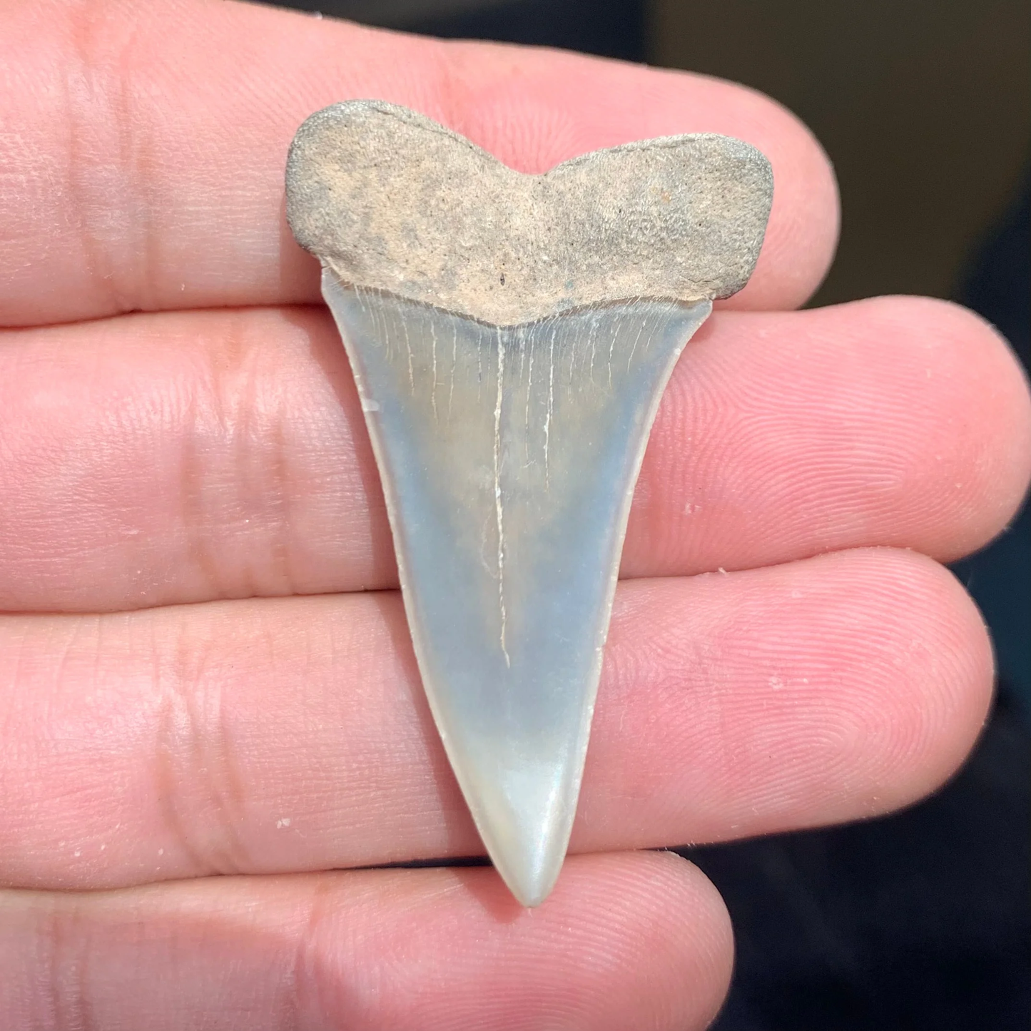 1.78” Carcharodon hastalis - Virginia