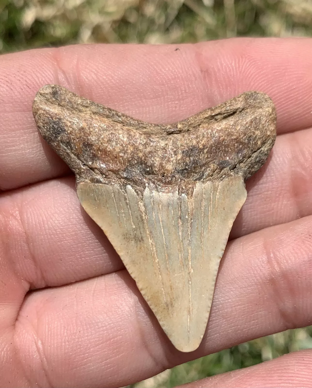 1.71” Otodus Megalodon - Virginia