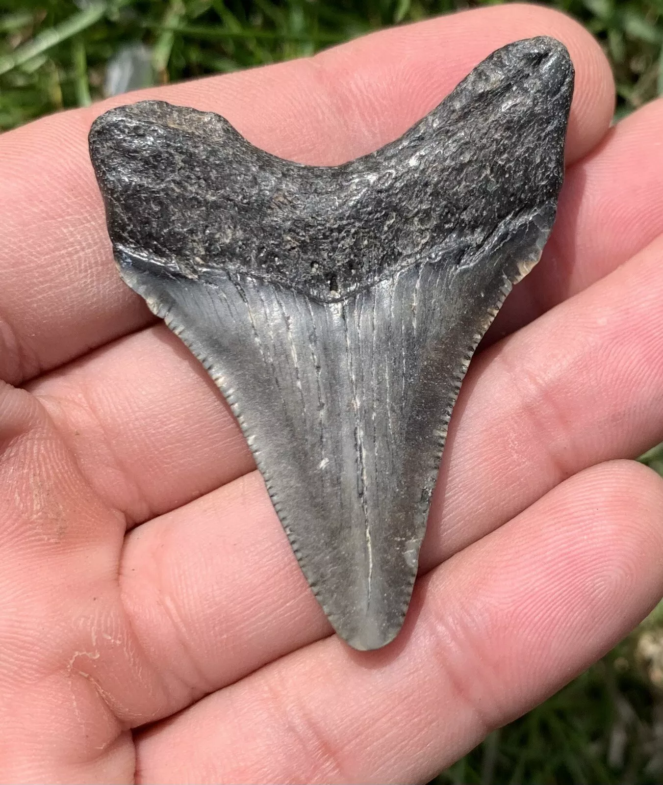 2.16” Otodus Megalodon - Virginia
